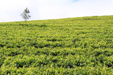 çay plantasyon