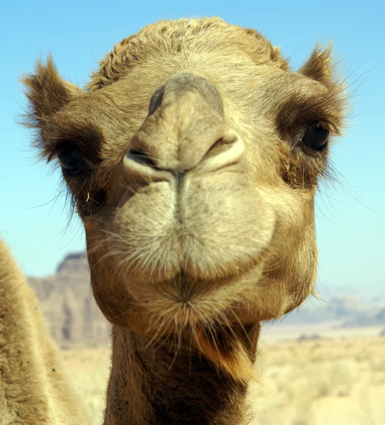 Обличчя верблюд — стокове фото