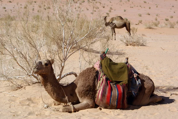Bush and two camels — Stock Photo, Image