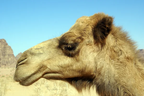 Testa di cammello — Foto Stock