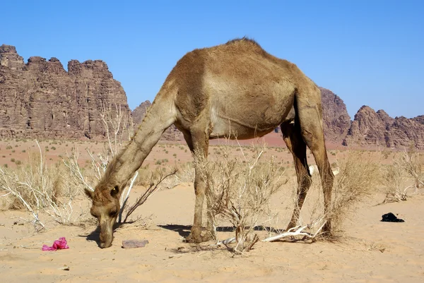 Big camel — Stock Photo, Image