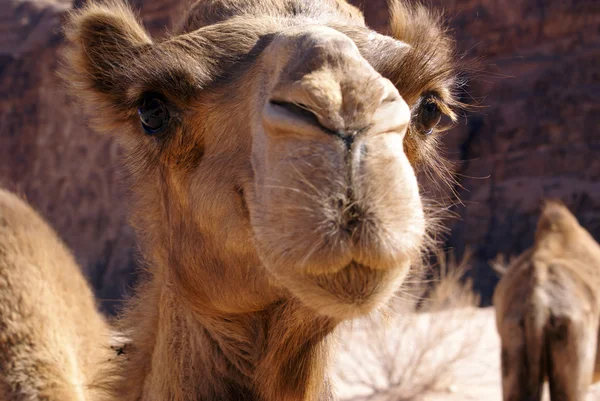 Head of camel — Stock Photo, Image