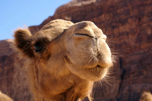 骆驼的头 — 图库照片