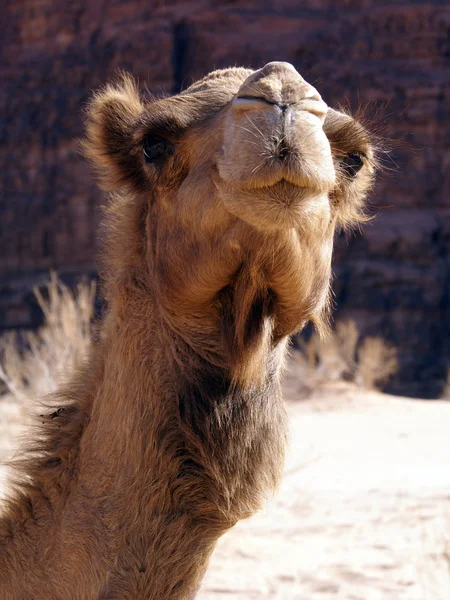Söta ansikte av kamel — Stockfoto