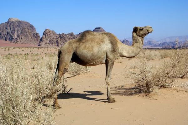 Wadi Rum — Stock Photo, Image