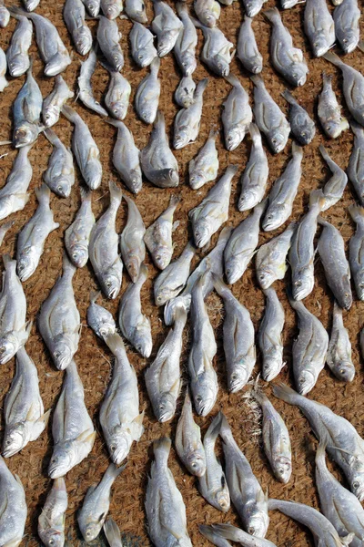 Suszyć ryba — Zdjęcie stockowe