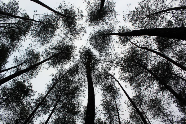 stock image Trees