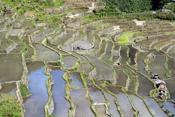 Water en rijst terrases — Stockfoto
