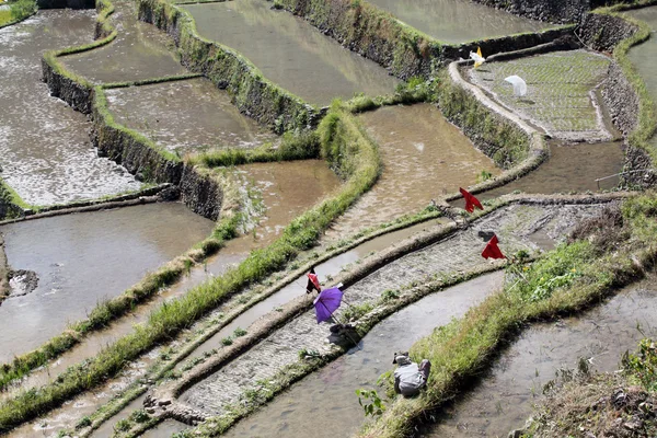 Вода и рисовые террасы — стоковое фото