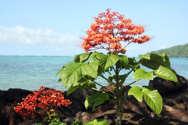 Flower on the beach clipart