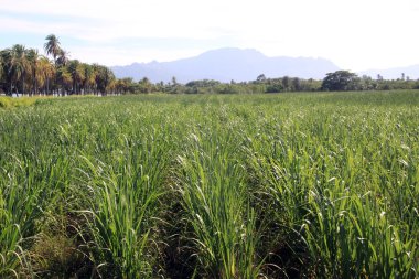 Sugar cane plantation clipart