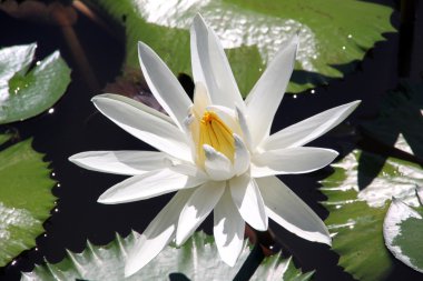 Beyaz lotus