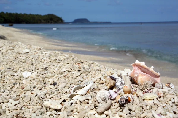 贝壳和珊瑚在海滩上 — 图库照片