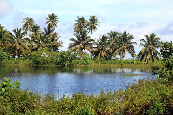 Göl ve palmiye ağaçları — Stok fotoğraf