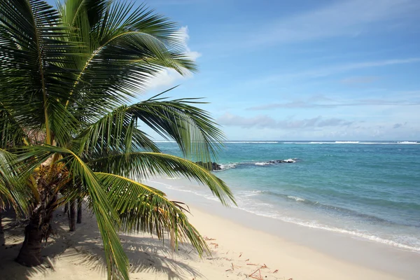 Palmboom en strand — Stockfoto