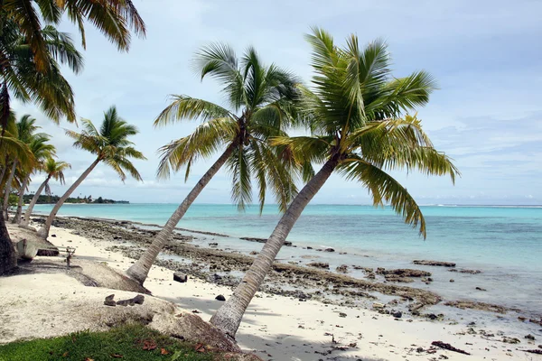 Palmy i plaży — Zdjęcie stockowe