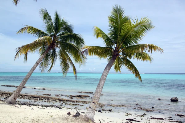 Ağaçlar ve kum plaj — Stok fotoğraf