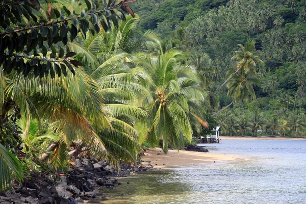 Palmiye ağaçları ve orman — Stok fotoğraf
