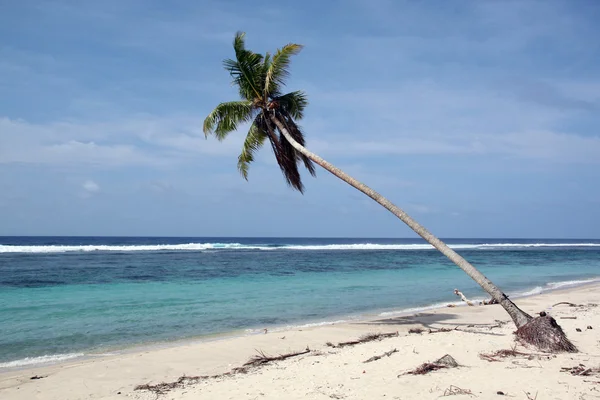 Palm trre op het strand — Stockfoto