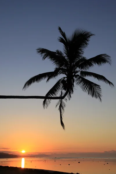 Palme und Sonnenuntergang — Stockfoto