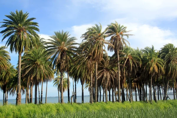 Palmiye ağaçları ve şeker kamışı — Stok fotoğraf