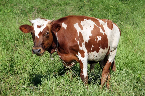 A zöld füvön, barna tehén — Stock Fotó