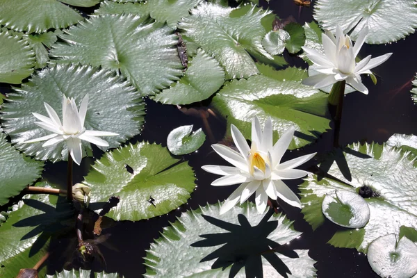 Stock image White lotus