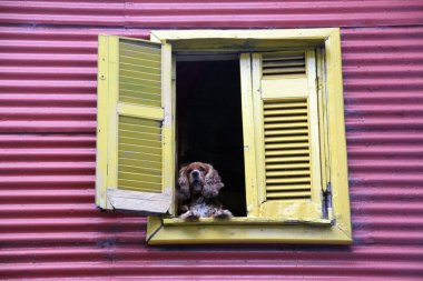 Köpek.