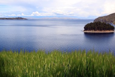 buğday ve titicaca