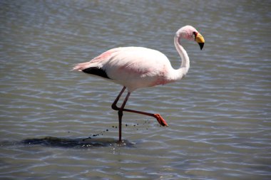 Flamingo