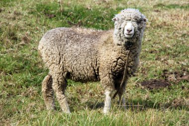 merinos