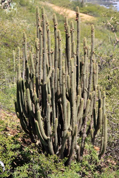 Cactus grandes — Foto de Stock