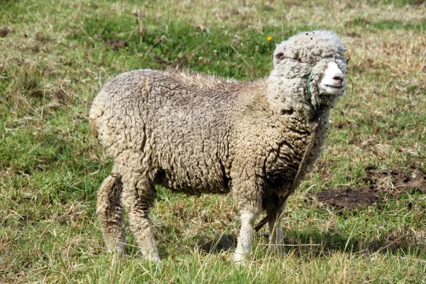 Мериноса овець — стокове фото