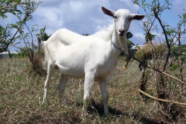 White goat clipart