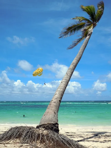 Palmiye ağacı ve parashute — Stok fotoğraf