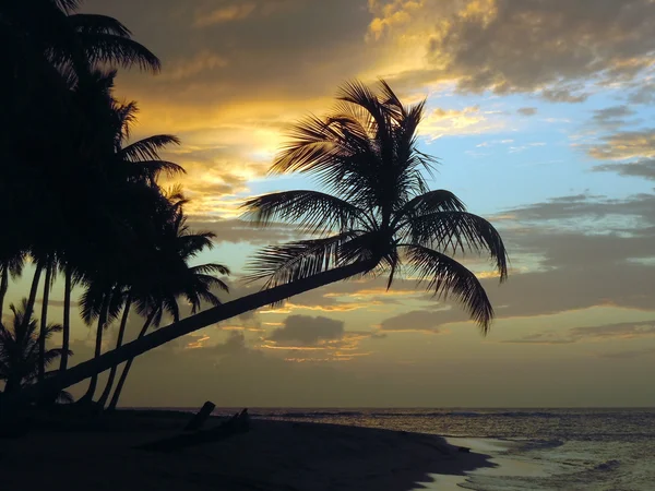 Palmy i zachód słońca — Zdjęcie stockowe