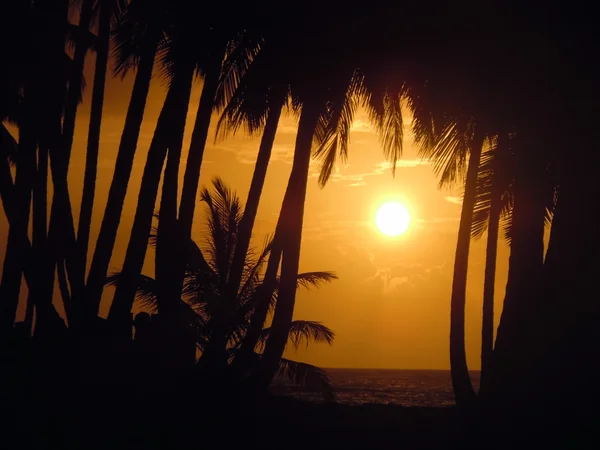 Palmer och solnedgång — Stockfoto