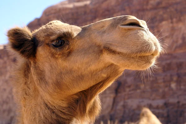 Cabeza de camello —  Fotos de Stock