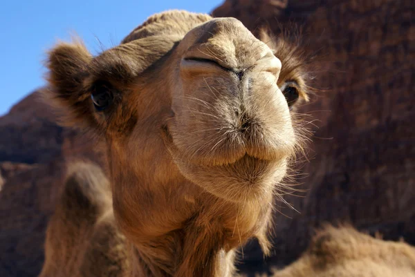 Visage de chameau — Photo