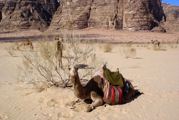 装载和骆驼 — 图库照片