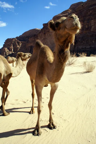 Καμήλες — Φωτογραφία Αρχείου