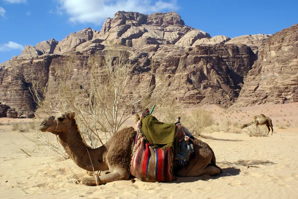 Mount, bush and camels — Stock Photo, Image