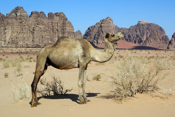 Gama y camello —  Fotos de Stock