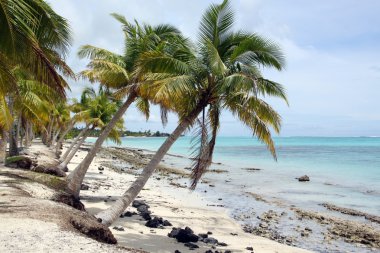 Palm trees on the beach clipart