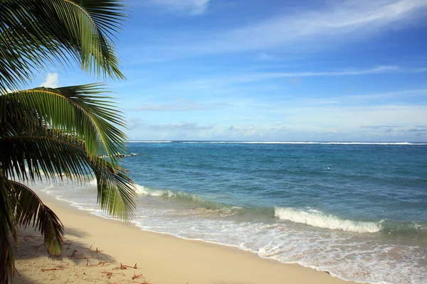 Sahilde palmiye ağacı — Stok fotoğraf