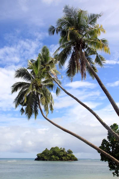 Palmbomen en eiland — Stockfoto