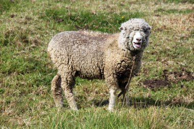 merinos