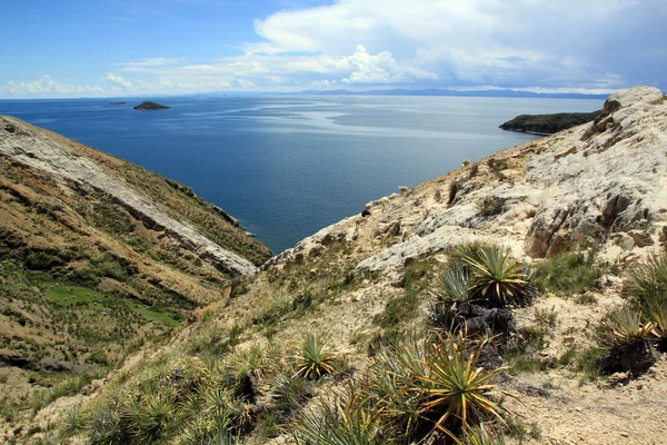 stock image Cactuses on the Isla del Sol