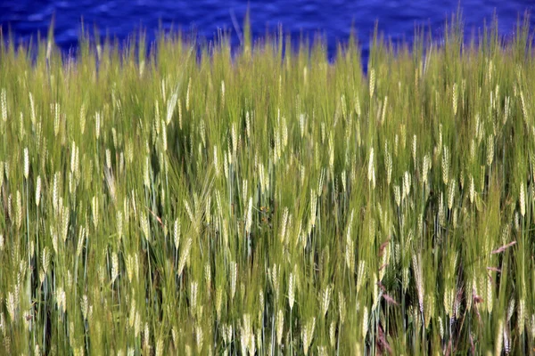 Trigo verde e água azul — Fotografia de Stock