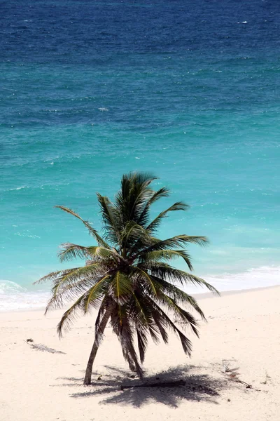 Palmiye ağacı — Stok fotoğraf